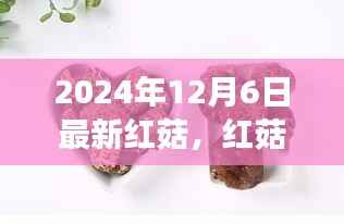 红菇奇遇,一场温馨菌菇的友谊之旅(最新报道,2024年12月6日)