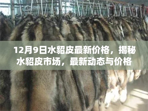揭秘水貂皮市场,最新价格动态与走势分析(以12月9日为例)