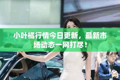 小叶橘行情今日更新,最新市场动态一网打尽!