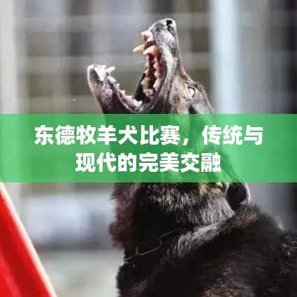 东德牧羊犬比赛，传统与现代的完美交融