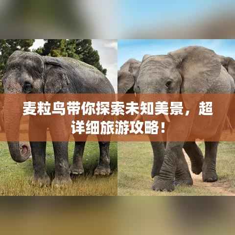 麦粒鸟带你探索未知美景，超详细旅游攻略！