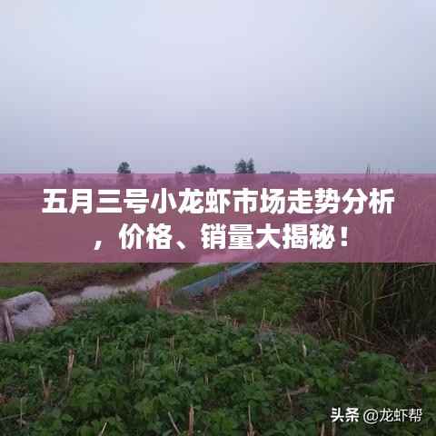 五月三号小龙虾市场走势分析，价格、销量大揭秘！